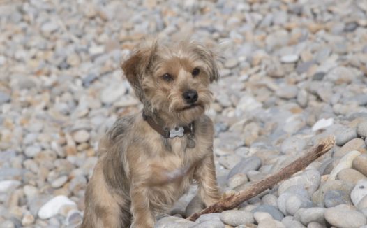 鹅卵石上小猎犬图片