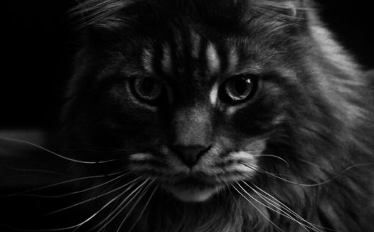 黑色艺术风格缅因库恩猫摄影图片