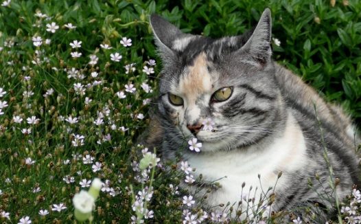 花丛可爱宠物猫图片