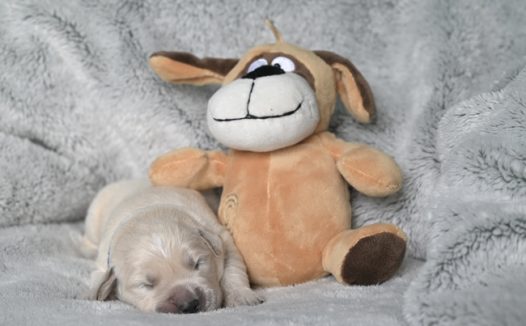 躺在毛绒玩具旁边休息的小狗图片