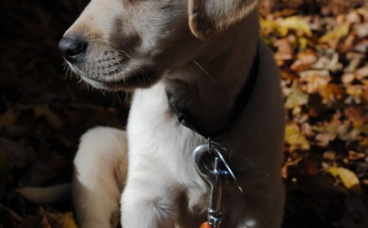 拉布拉多小时候图片