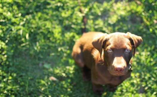 咖啡色拉布拉多图片