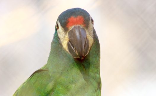 巴西绿色鹦鹉图片