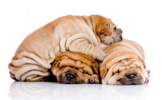 三只睡觉的沙皮狗狗图片