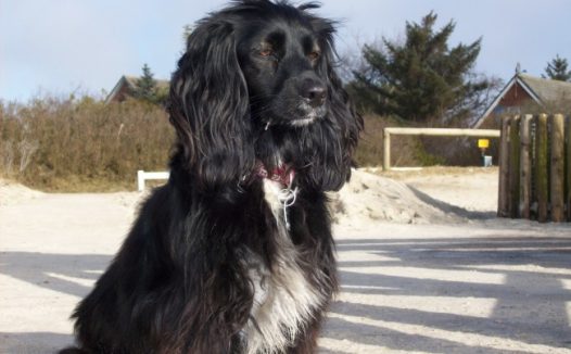 黑色可卡犬图片