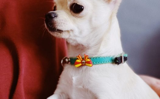 白色吉娃娃图片