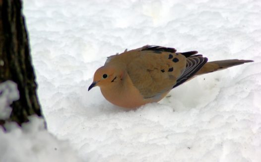 雪地上的小鸟图片