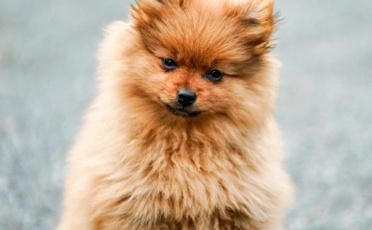 可爱博美犬萌宠写真摄影图片