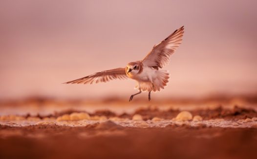 长在翅膀的野生雪鸮图片