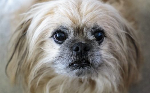 白色小狗可爱肖像图片