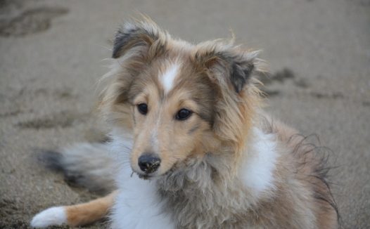 牧羊犬图片素材