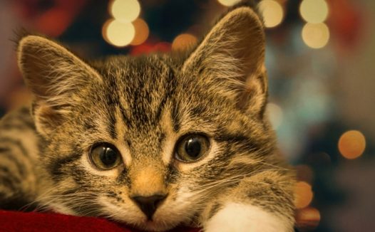 可爱宠物小猫咪图片