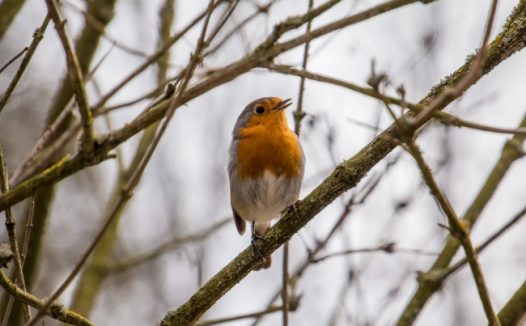 站在树枝上的知更鸟图片