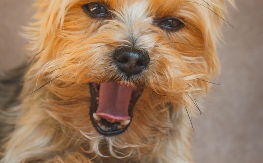 可爱家养约克夏犬图片