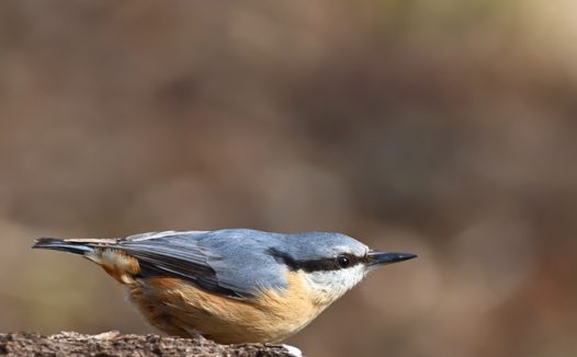 站在石头上的五十雀摄影图片