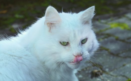 白色宠物小猫图片