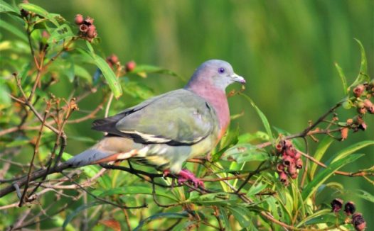 野生灰鸽子图片