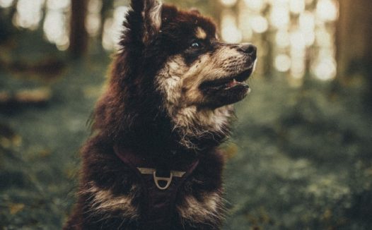 宠物写真黑色狗狗图片