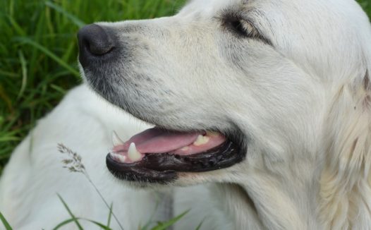 高清白色金毛犬图片