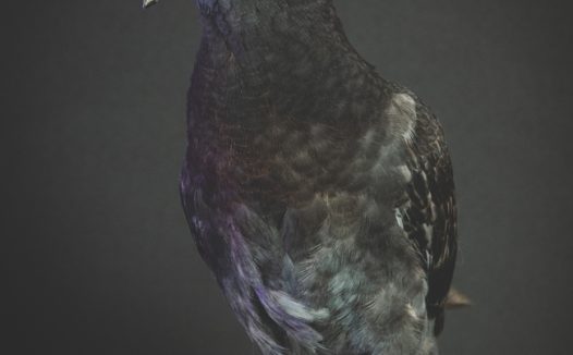 野生大冠鹫摄影图片