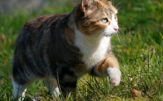 草地行走的虎斑猫图片