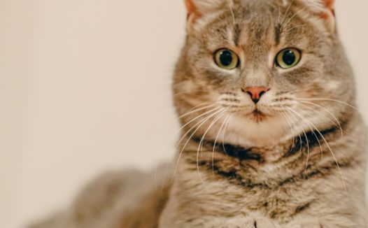 呆萌可爱小肥猫写真摄影图片