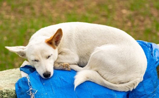 家养白色小狗图片