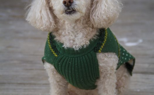 玩具贵宾犬图片