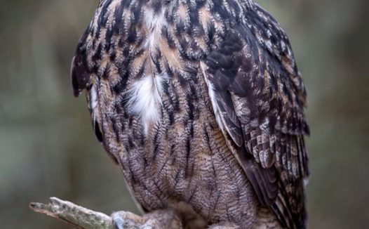 站在树枝上的大灰猫头鹰图片