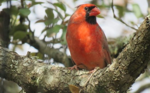 漂亮红衣主教鸟图片