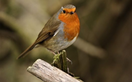 可爱知更鸟图片