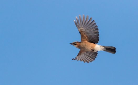一只高飞的鸟儿图片