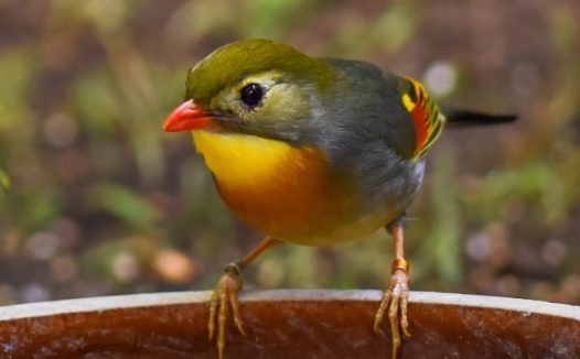 超萌可爱小鸟图片