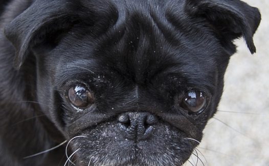 黑色哈巴狗图片