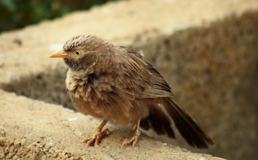 野生小麻雀摄影图片