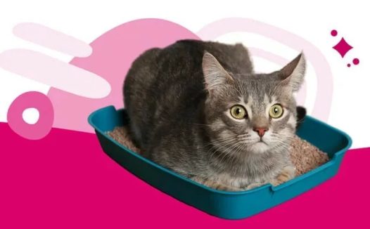 猫咪便秘:原因、症状和治疗方法