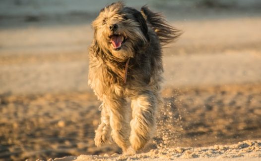 沙滩上奔跑的小狗图片