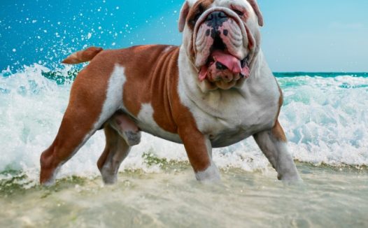 一只英国斗牛犬图片