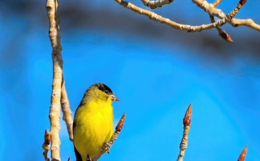 春天树枝金翅雀摄影图片