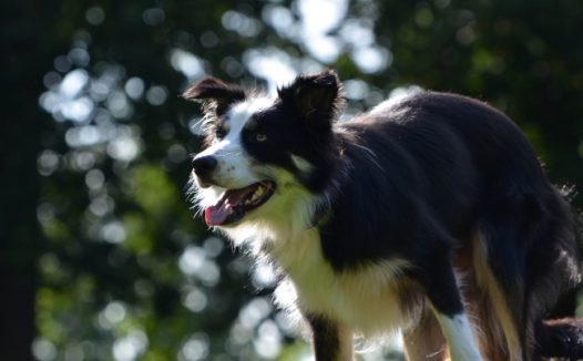 成年纯种边牧犬图片