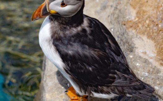 站在岩石上的海雀摄影图片