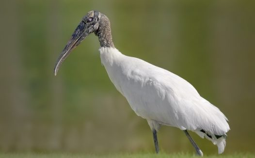 绿色草地白色林鹳摄影图片