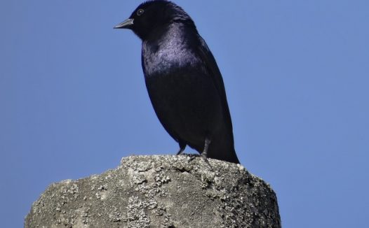 黑色小嘴乌鸦图片