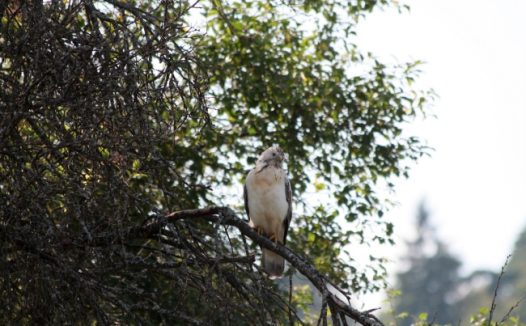 树枝上的鸷鸟图片