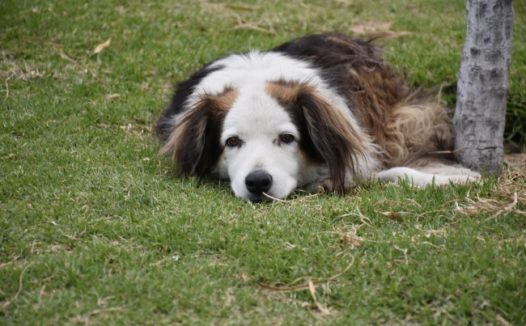 澳洲牧羊犬图片