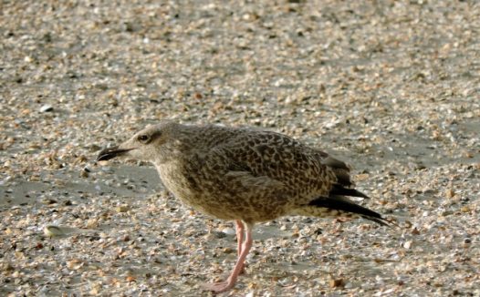 沙滩上海鸟图片