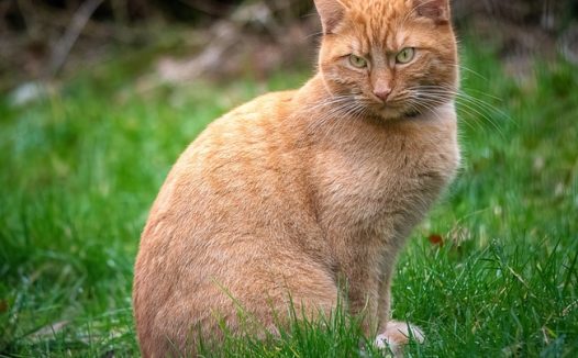 阿比西尼亚猫图片