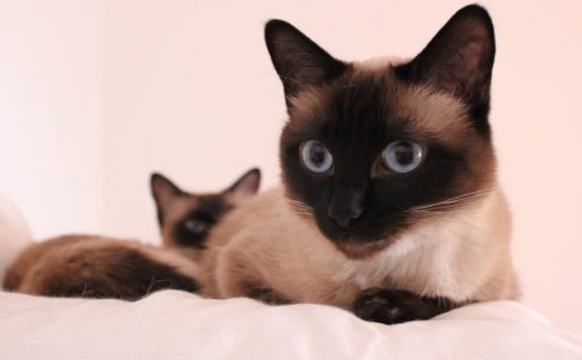 暹罗猫宠物猫图片