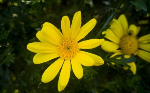 夏天黄色花朵微距图片