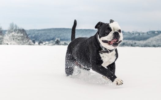 冬季可爱斗牛犬狗狗图片